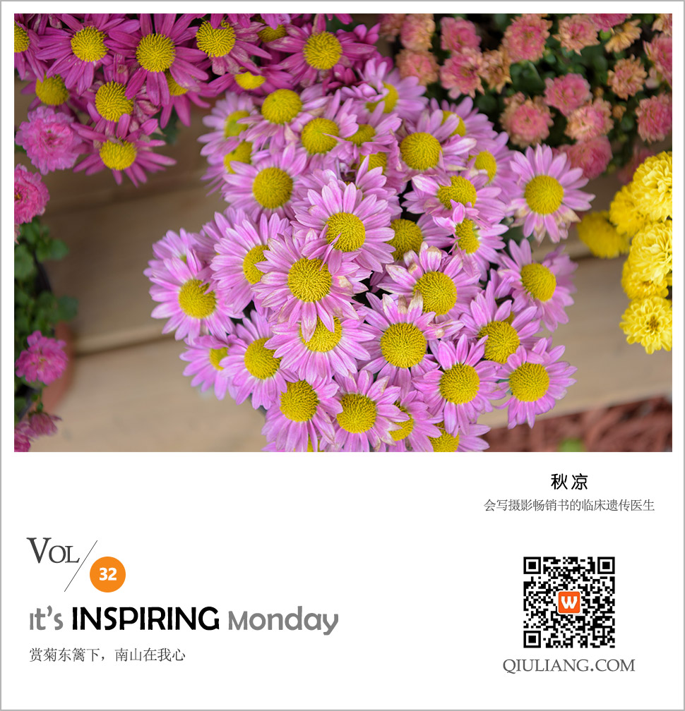 菊花