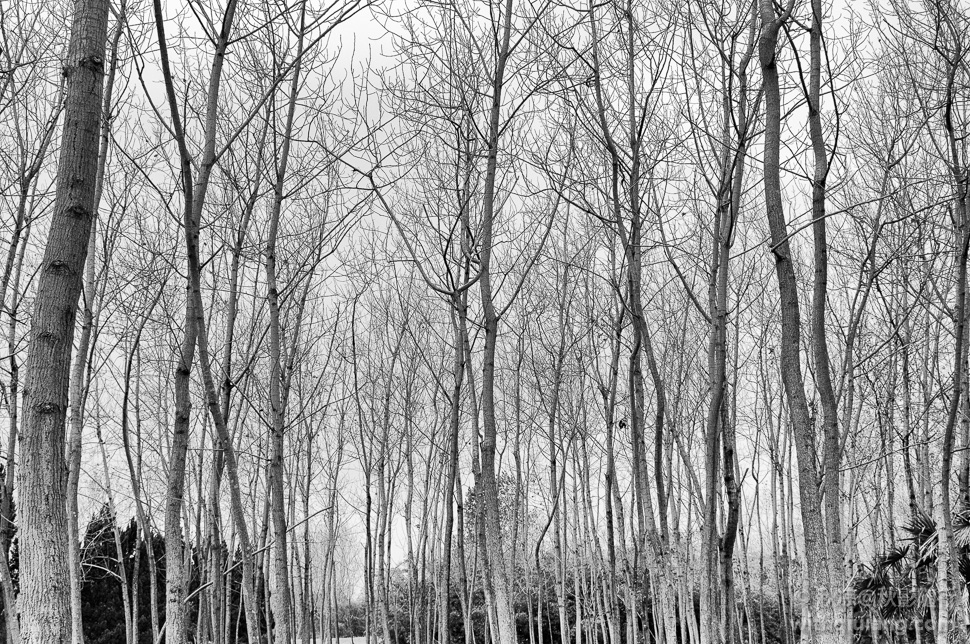 黑白森林