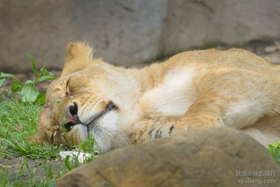 沉睡的母狮