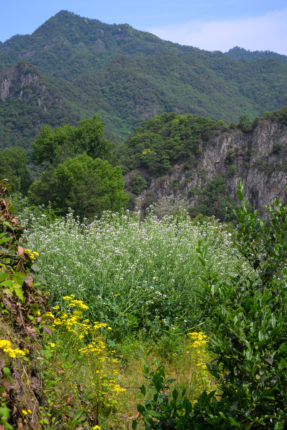 安山古道边的春花