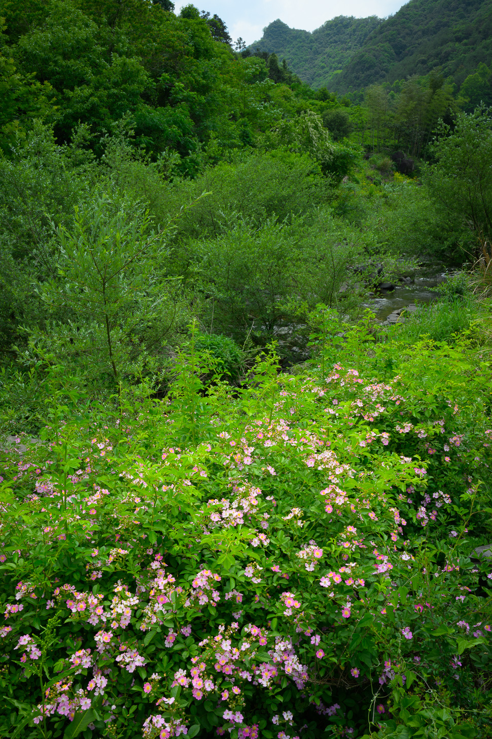 安山古道与繁花
