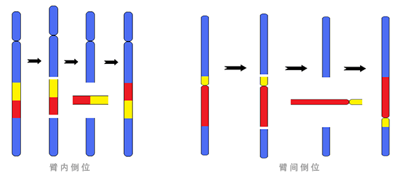 染色体倒位模式图