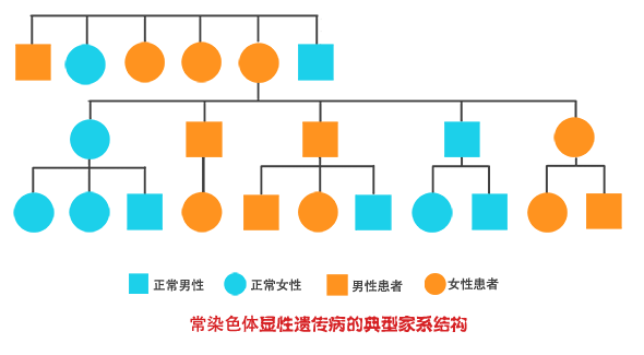 常染色体显性遗传病的典型家系