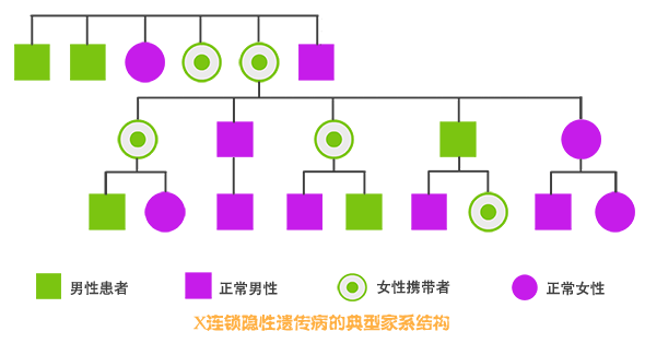 X连锁隐性遗传病典型家系结构