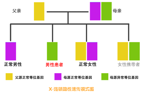 X连锁隐性遗传模式图
