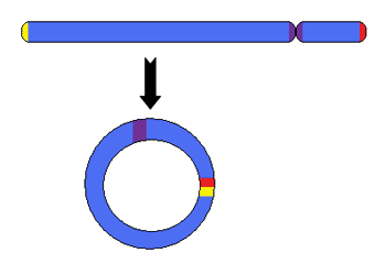 环状染色体