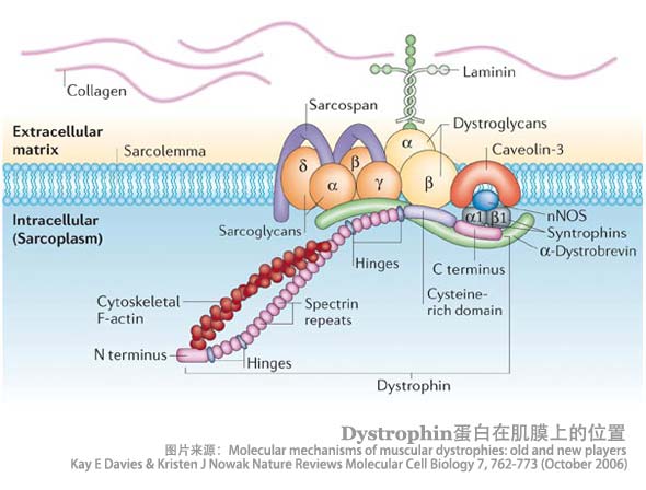 dystrophin蛋白的结构和功能示意图